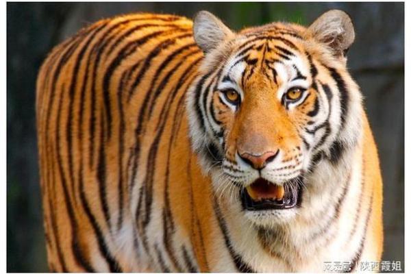 1962年属虎人的命运与人生解析:勇敢与智慧的结合 1962年属虎人的命运与人生解析:勇敢与智慧的结合