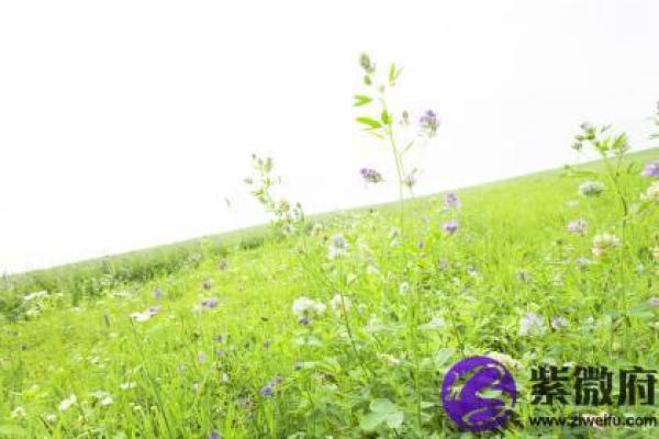 兔年水命：如何选择适合的生活方向与心态