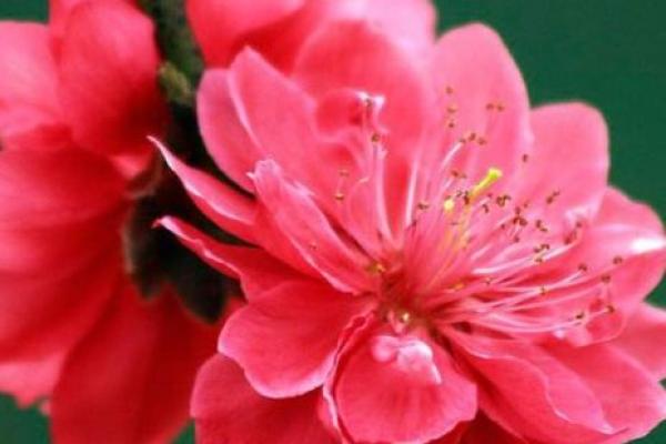 乙亥年猪命女性特征与命理解析:生活中的智慧与魅力 乙亥年猪命女性特征与命理解析:生活中的智慧与魅力