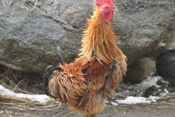 93年属鸡人的命运和人生解析，揭开命理的神秘面纱