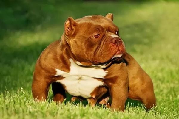 1949年出生的狗：命运与性格的完美结合