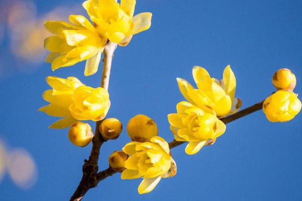 一九零一年牛年出生的人生运势与性格解析 一九零一年牛年出生的人生运势与性格解析