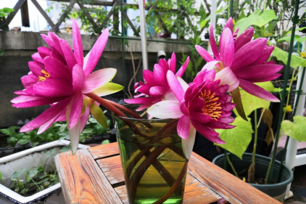 命里有时终须有，命里无时莫强求的诗意人生