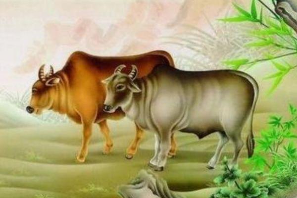 酉时出生的牛:探索命运与性格的奥秘 酉时出生的牛:探索命运与性格的奥秘