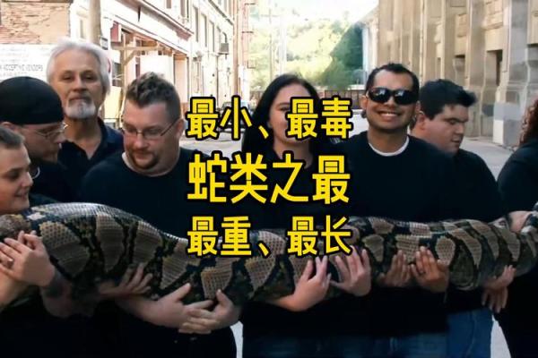 1941年出生的蛇，命运与性格的探秘之旅