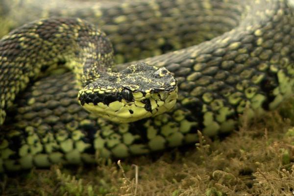 1941年出生的蛇，命运与性格的探秘之旅