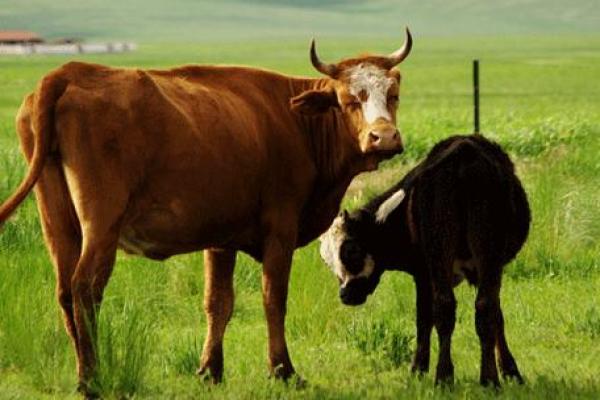 1937年属牛之命：坚韧不拔的生活哲学与命运思考