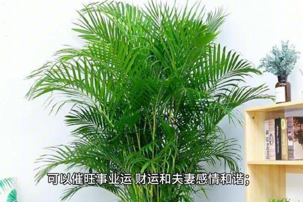 土狗与木命:探索生命中五行的和谐之道 土狗与木命:探索生命中五行的和谐之道