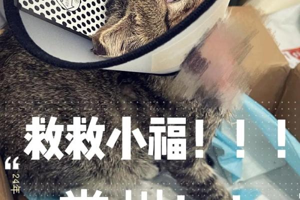 满命猫猫的神秘力量：探秘满命带来的种种加成！