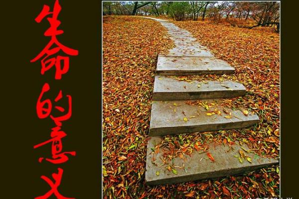 命是盛:探讨生命的意义与价值的深度思考 命是盛:探讨生命的意义与价值的深度思考