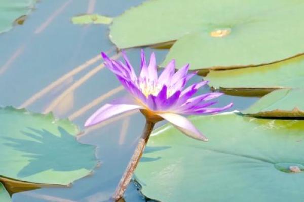 木命人适合与哪些命相的人相伴，揭示最和谐的组合！