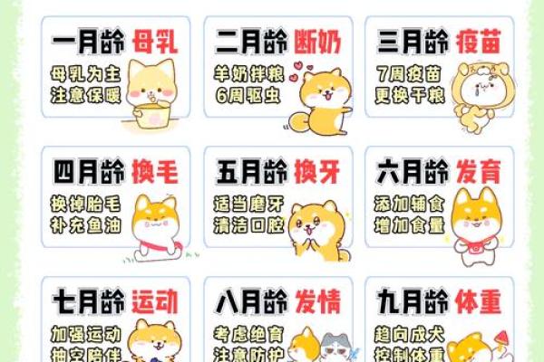 狗年命格与居住环境的完美契合：选择适合房子的秘诀