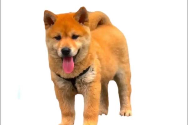 土狗男命:如何找到最合适的伴侣? 土狗男命:如何找到最合适的伴侣?