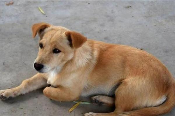 土狗男命:如何找到最合适的伴侣? 土狗男命:如何找到最合适的伴侣?