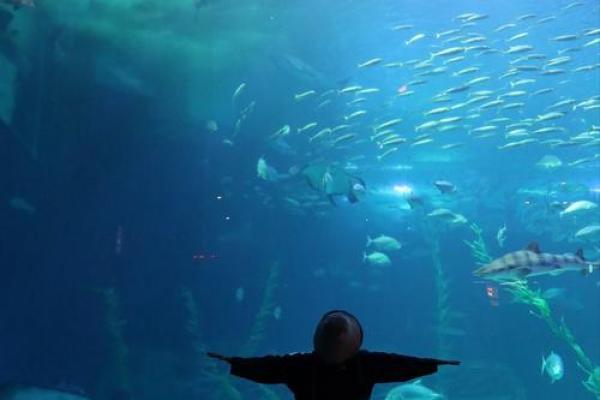 海底秘密：揭示海洋动物长寿的神秘原因