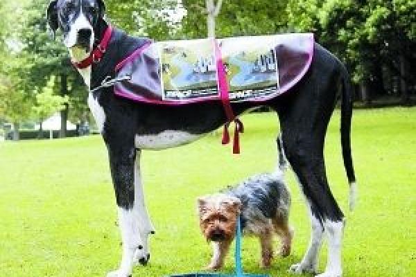 994年女狗命解析：探寻命运与性格的奥秘