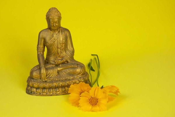 童子命的人适合养什么宠物?让我们一起来探讨! 童子命的人适合养什么宠物?让我们一起来探讨!