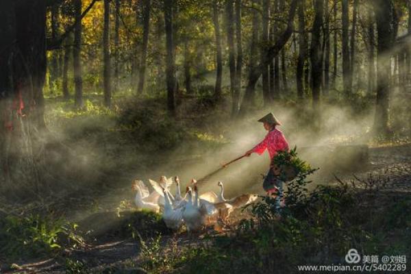 命牵牛水牛:解读命理与人生中的象征意义 命牵牛水牛:解读命理与人生中的象征意义