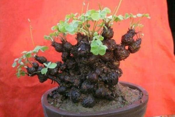 命缺水的人适合种哪些植物?让我们来探讨一下! 命缺水的人适合种哪些植物?让我们来探讨一下!