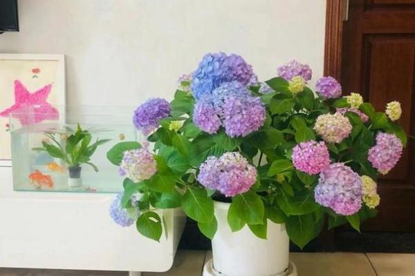 海水命适合养的花卉推荐及其养护技巧 海水命适合养的花卉推荐及其养护技巧