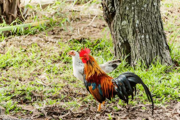 1945年属鸡女的命运与人生探索:一场灵魂的旅程 1945年属鸡女的命运与人生探索:一场灵魂的旅程