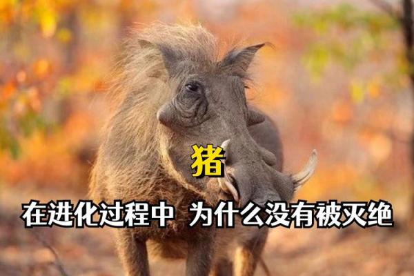 1947年出生的猪:命运与性格的深度解析 1947年出生的猪:命运与性格的深度解析