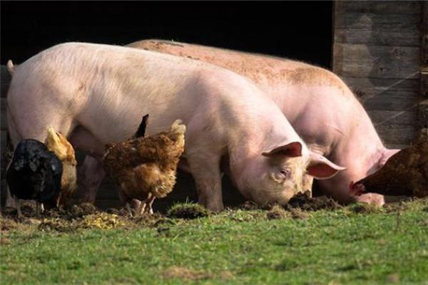 1947年出生的猪:命运与性格的深度解析 1947年出生的猪:命运与性格的深度解析