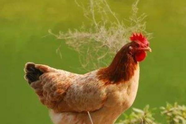 93年鸡的命理解析:金命与水命的双重特性 93年鸡的命理解析:金命与水命的双重特性