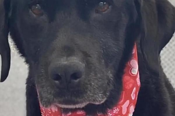 2023年土狗的命运：探寻家犬的忠诚与智慧之年