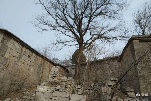 探秘“土猪命”:一种不为人知的命运解析 探秘“土猪命”:一种不为人知的命运解析