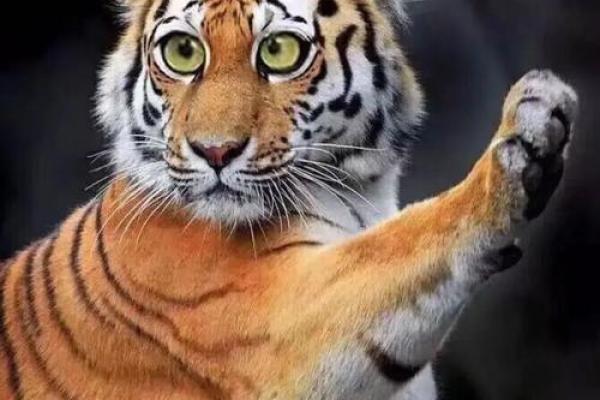 98年04月出生的人命运与性格特点解析