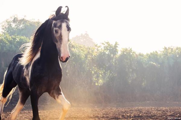 990年属马的命运解析：揭示你的特质与人生道路