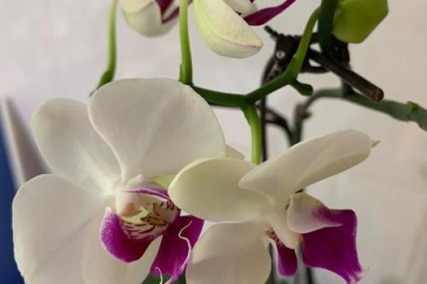 73岁属鸡的命运解析:解读这一年的富贵与挑战 73岁属鸡的命运解析:解读这一年的富贵与挑战