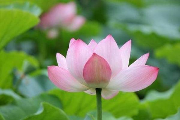 农历24日出生的人命运解析：命中注定的个性与未来