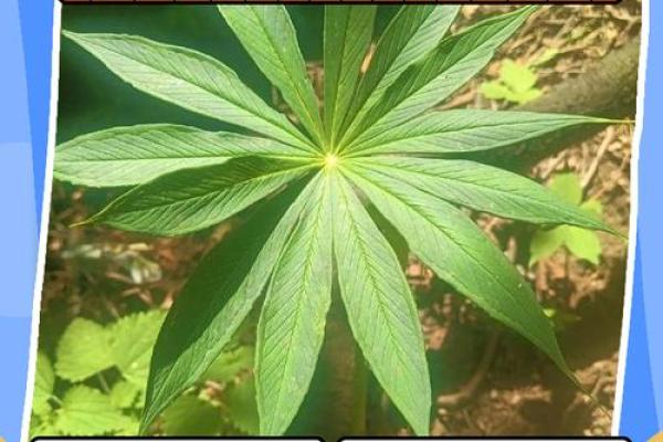 虎命的深刻意义：揭开生肖虎的神秘面纱