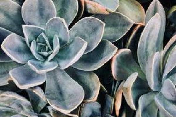 金命房间植物推荐：提升运势与居家氛围的绿意之选