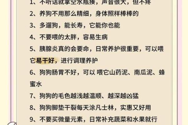 适合养狗的人群解析：哪些命理特征让你与狗狗更匹配？