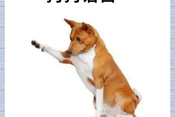 适合养狗的人群解析：哪些命理特征让你与狗狗更匹配？