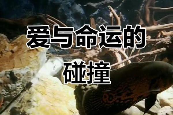 探索命运的奇妙旅程：《要听你命天改命》的深刻寓意