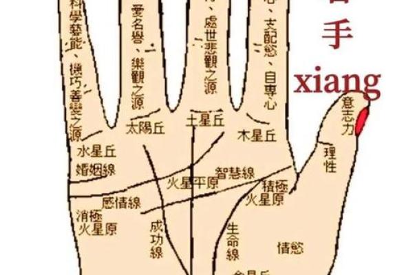左手右手：解读命理与个性的神秘关系