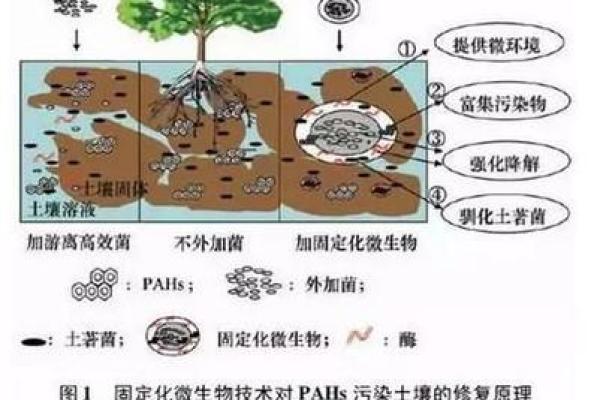 路旁土壤的秘密：如何利用自然资源打造理想生活环境