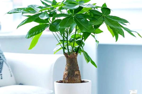 火羊命与适合的植物搭配：助你提升运势与生活质量