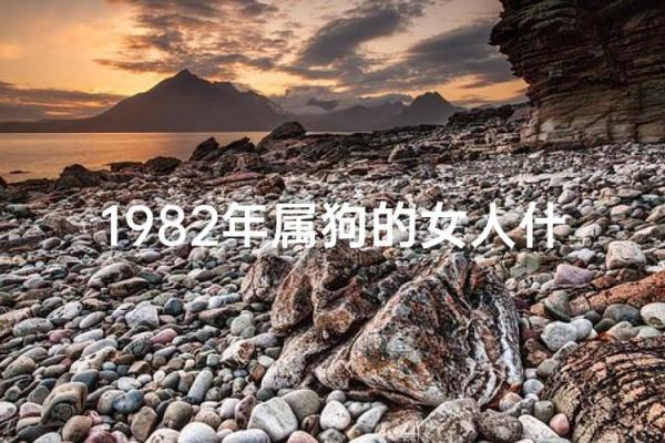82年出生的狗年属狗人的命运解析与性格特点