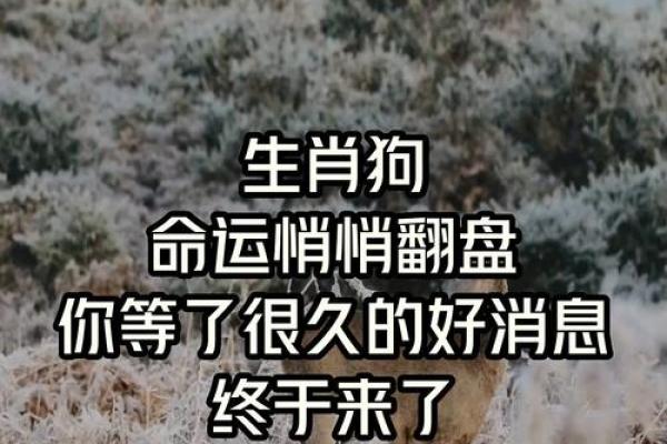 狗年出生的人命运解析：你的生肖为何如此特别？