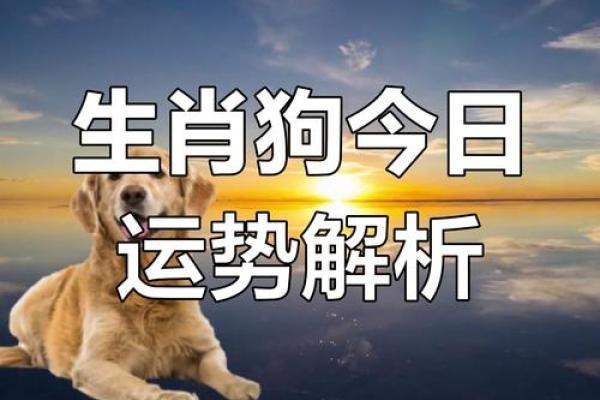 属狗者39岁运势：命理解析与生活智慧
