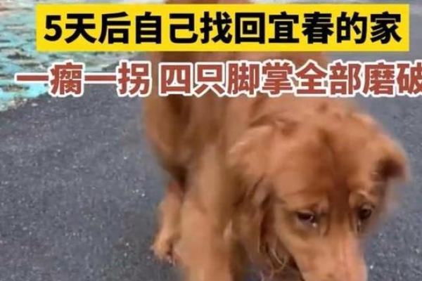木命缺水，养宠物的完美选择！