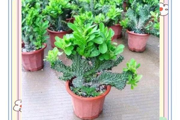 91命人的植物养护指南，助你生活更加安宁与和谐！
