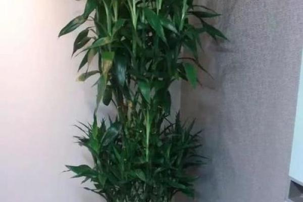 适合养花养鱼的命理解析：让生活更美好的秘密