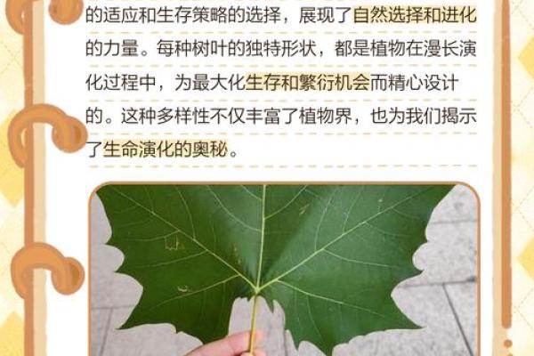 用树叶代替命簿的智慧：自然中的启示与思考