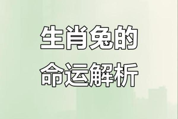 1985属兔的命运解析：如何把握人生机遇，实现自我价值